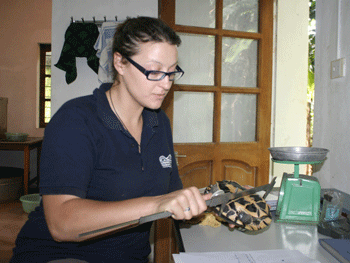 Tiếp nhận 4 cá thể Rùa từ Hạt Kiểm lâm Cam Ranh - Khánh Hòa